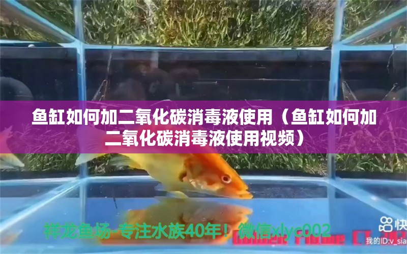 魚缸如何加二氧化碳消毒液使用（魚缸如何加二氧化碳消毒液使用視頻） 二氧化碳設(shè)備