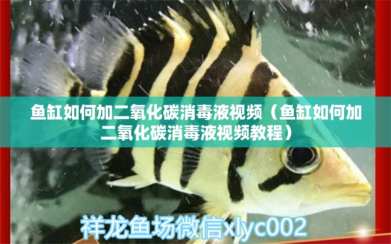 魚缸如何加二氧化碳消毒液視頻（魚缸如何加二氧化碳消毒液視頻教程） 二氧化碳設(shè)備