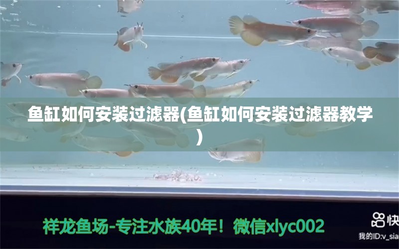 魚缸如何安裝過濾器(魚缸如何安裝過濾器教學(xué)) 野彩魚