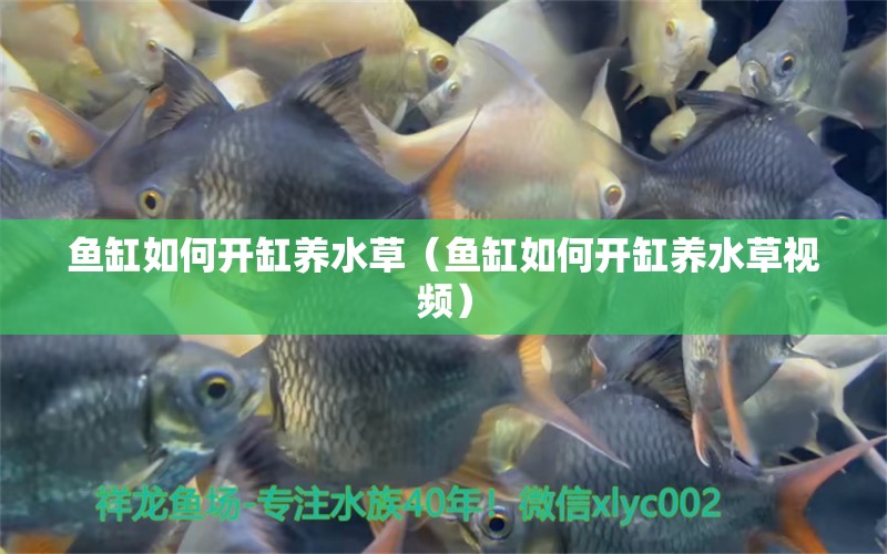 魚缸如何開缸養(yǎng)水草（魚缸如何開缸養(yǎng)水草視頻） 水草