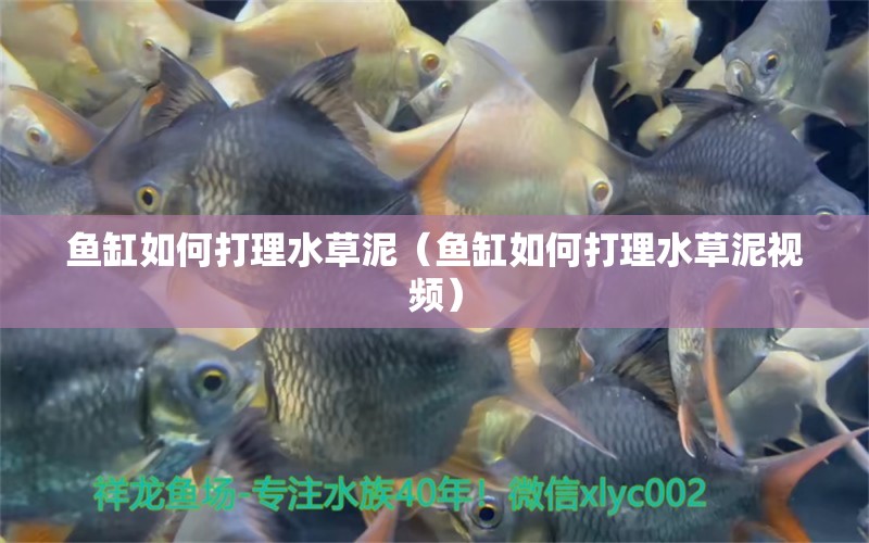 魚缸如何打理水草泥（魚缸如何打理水草泥視頻） 水草