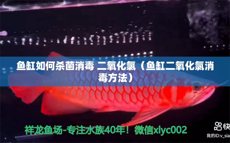 魚缸如何殺菌消毒 二氧化氯（魚缸二氧化氯消毒方法） 紅龍福龍魚