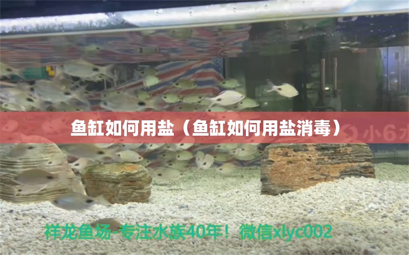 魚缸如何用鹽（魚缸如何用鹽消毒） 祥龍水族醫(yī)院