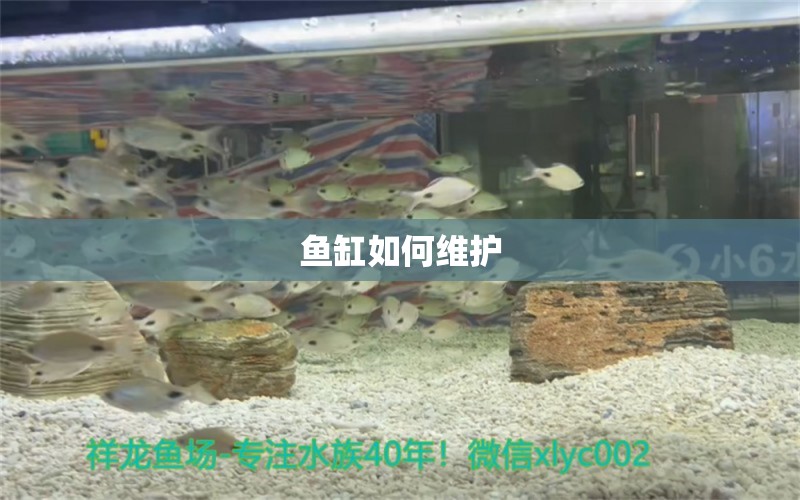 魚缸如何維護