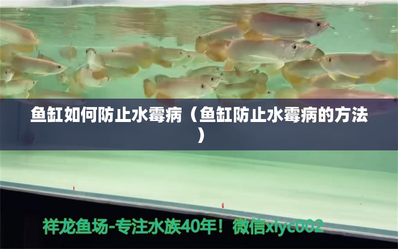 魚缸如何防止水霉?。~缸防止水霉病的方法） 烏龜