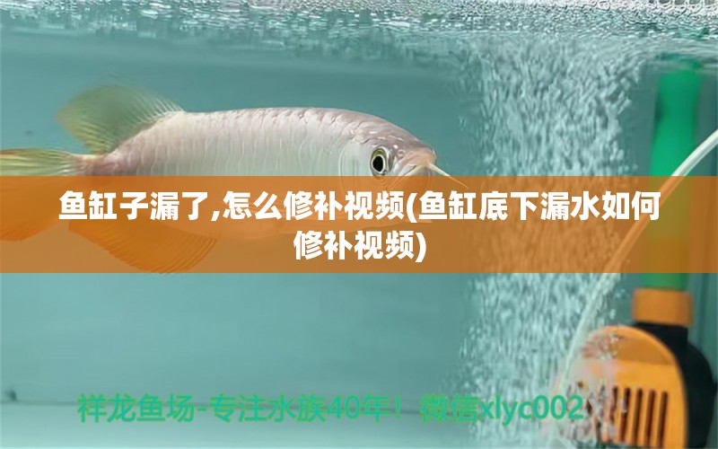 魚缸子漏了,怎么修補(bǔ)視頻(魚缸底下漏水如何修補(bǔ)視頻) 赤荔鳳冠魚 第1張