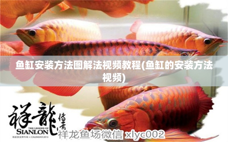 魚缸安裝方法圖解法視頻教程(魚缸的安裝方法視頻) 金龍福龍魚