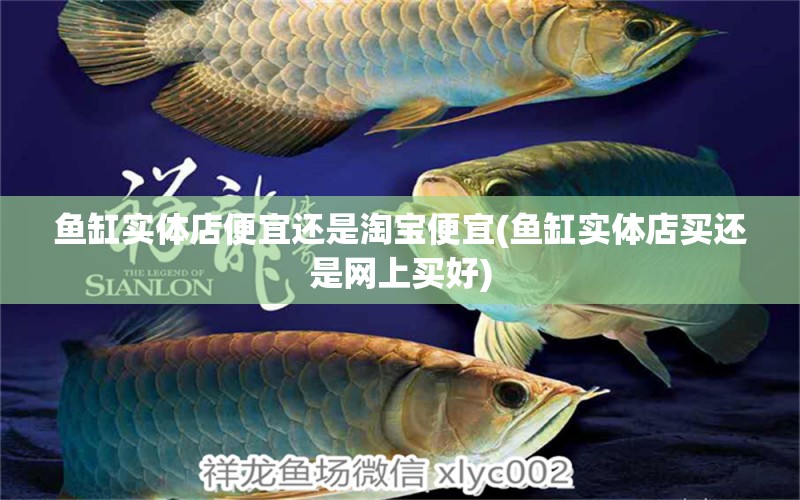 魚缸實體店便宜還是淘寶便宜(魚缸實體店買還是網(wǎng)上買好) 白子金龍魚