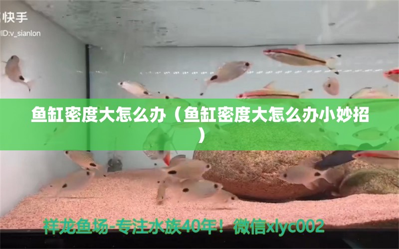 魚缸密度大怎么辦（魚缸密度大怎么辦小妙招）