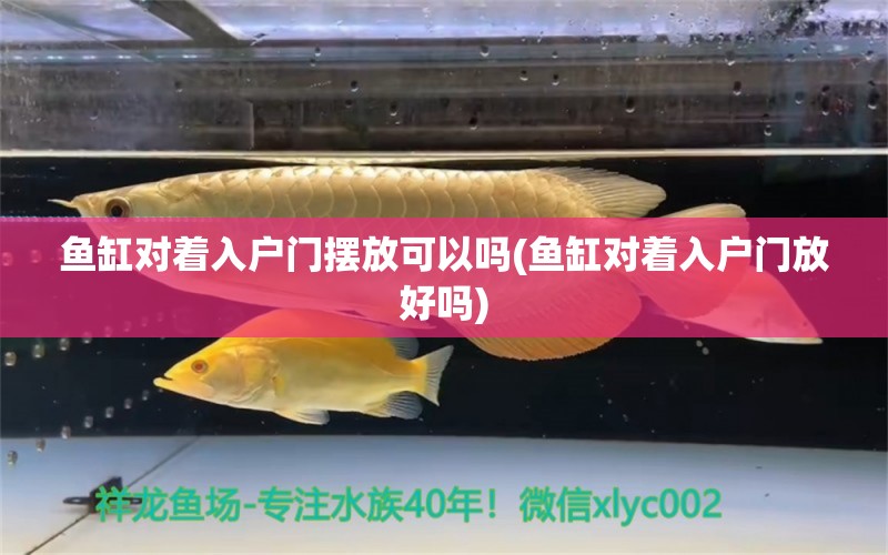 魚缸對(duì)著入戶門擺放可以嗎(魚缸對(duì)著入戶門放好嗎) 黃金達(dá)摩魚