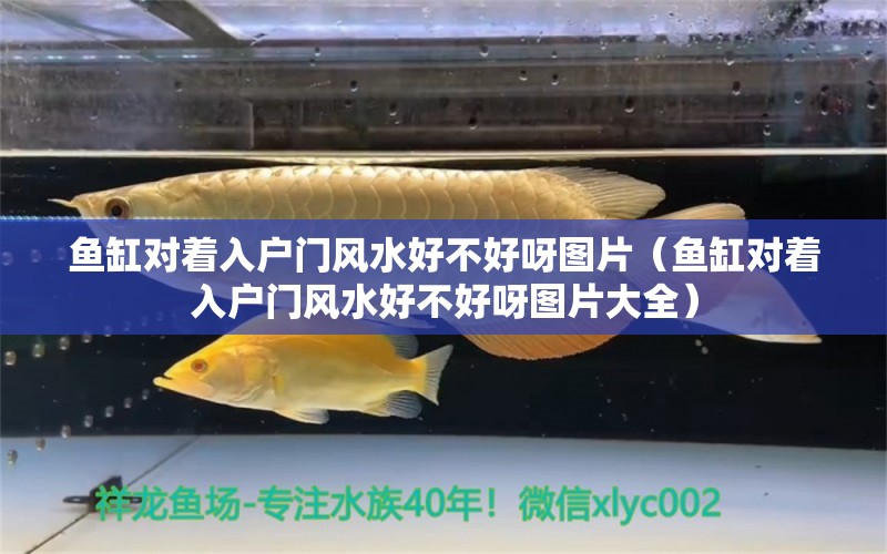 魚缸對著入戶門風(fēng)水好不好呀圖片（魚缸對著入戶門風(fēng)水好不好呀圖片大全）