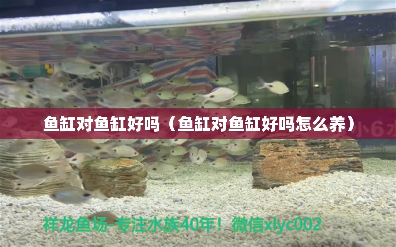 魚缸對魚缸好嗎（魚缸對魚缸好嗎怎么養(yǎng)）