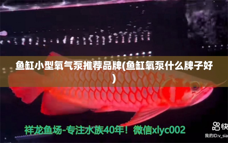 魚缸小型氧氣泵推薦品牌(魚缸氧泵什么牌子好) 沖氧泵