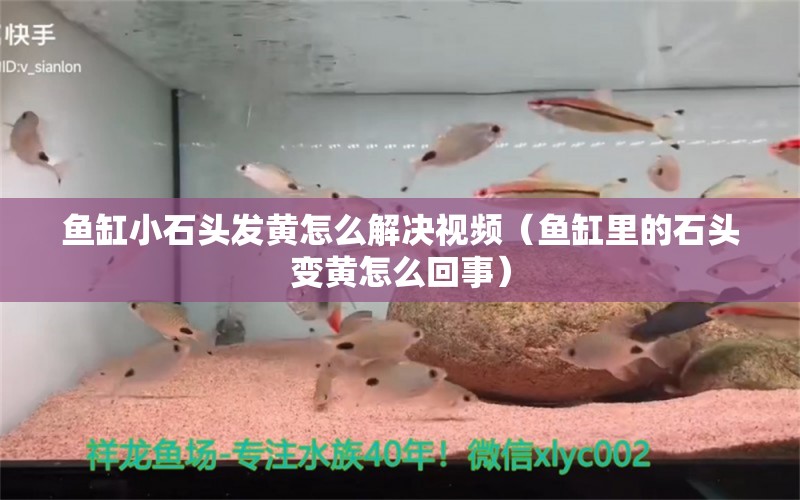 魚缸小石頭發(fā)黃怎么解決視頻（魚缸里的石頭變黃怎么回事）