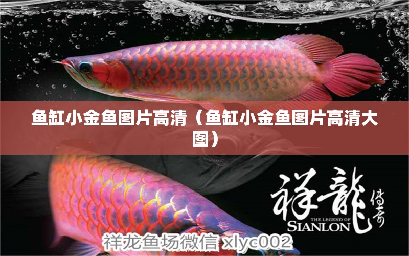 魚(yú)缸小金魚(yú)圖片高清（魚(yú)缸小金魚(yú)圖片高清大圖）