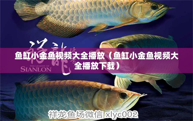 魚缸小金魚視頻大全播放（魚缸小金魚視頻大全播放下載）