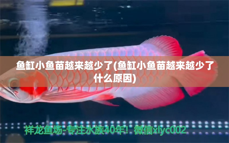 魚(yú)缸小魚(yú)苗越來(lái)越少了(魚(yú)缸小魚(yú)苗越來(lái)越少了什么原因) 超血紅龍魚(yú)