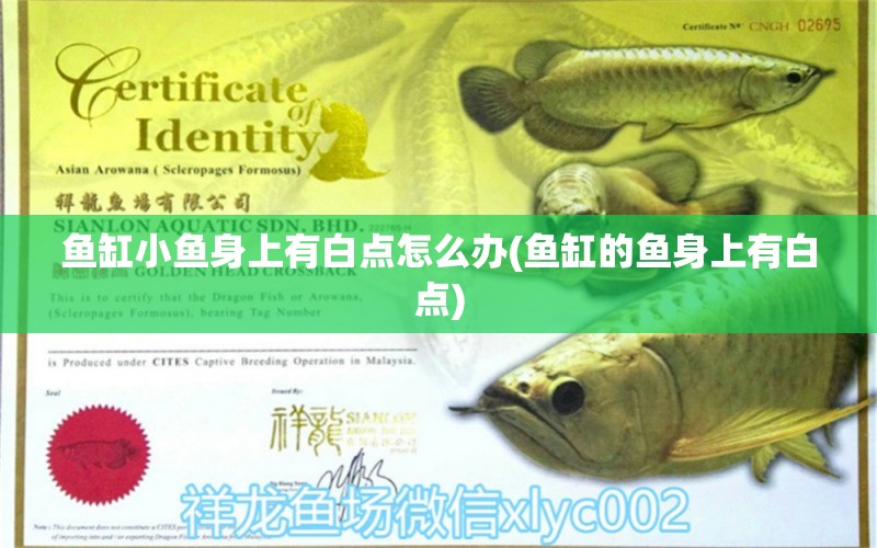 魚缸小魚身上有白點怎么辦(魚缸的魚身上有白點) 可麗愛魚缸