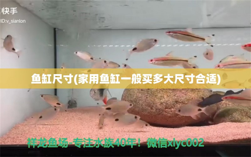 魚缸尺寸(家用魚缸一般買多大尺寸合適) 恐龍王魚