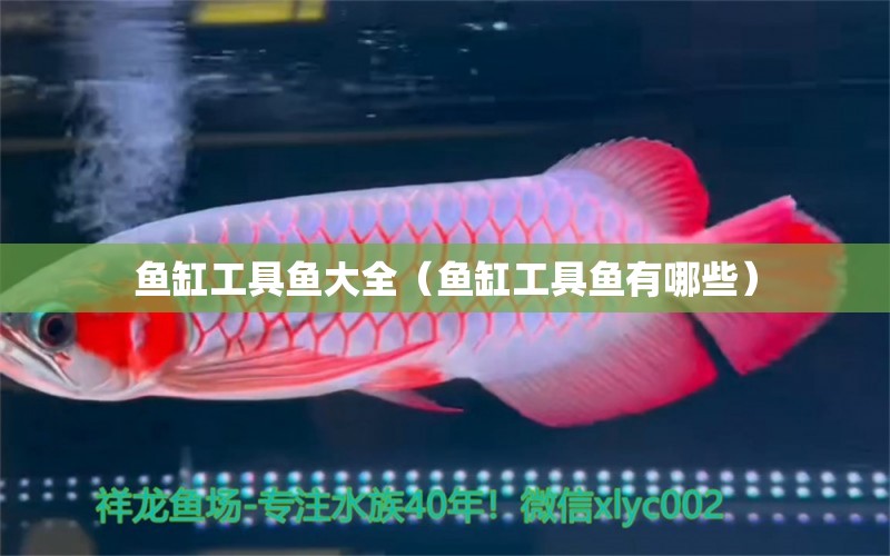 魚缸工具魚大全（魚缸工具魚有哪些）