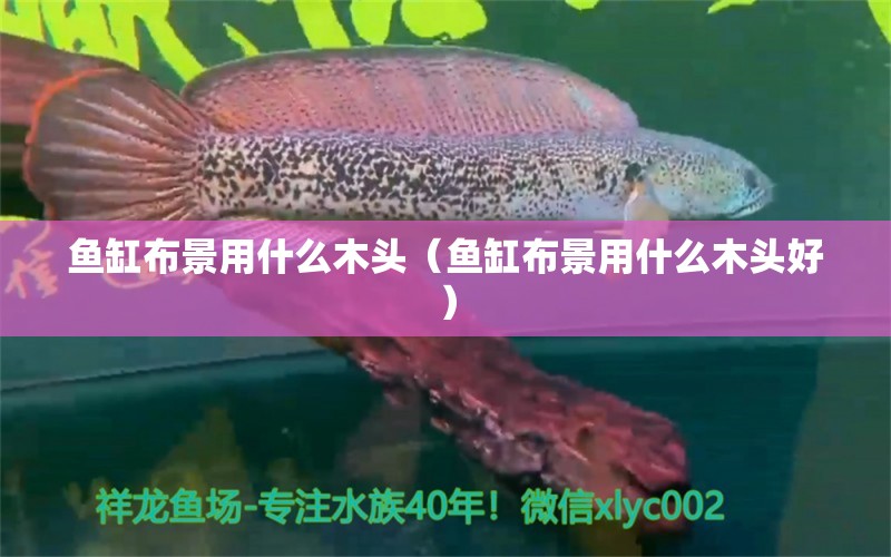 魚缸布景用什么木頭（魚缸布景用什么木頭好）