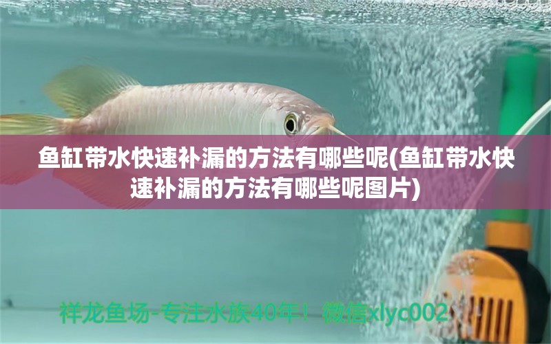 魚缸帶水快速補(bǔ)漏的方法有哪些呢(魚缸帶水快速補(bǔ)漏的方法有哪些呢圖片) 魚缸凈水劑