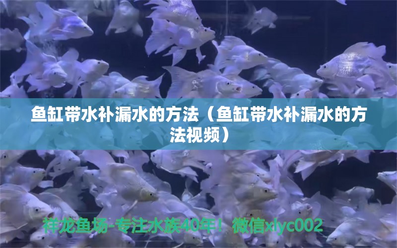 魚缸帶水補漏水的方法（魚缸帶水補漏水的方法視頻）