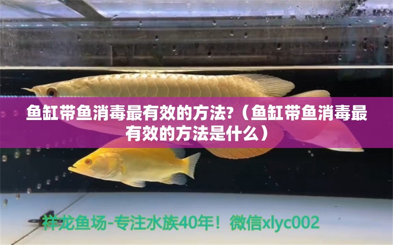 魚(yú)缸帶魚(yú)消毒最有效的方法?（魚(yú)缸帶魚(yú)消毒最有效的方法是什么） 祥龍水族醫(yī)院