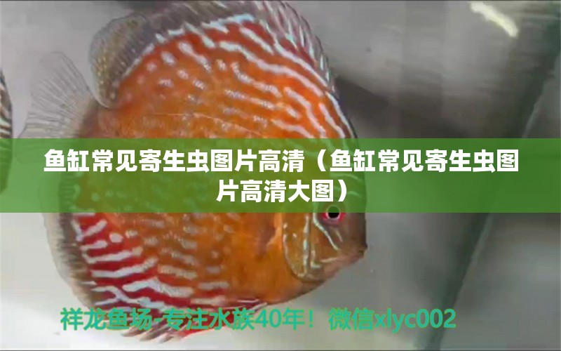 魚缸常見寄生蟲圖片高清（魚缸常見寄生蟲圖片高清大圖）