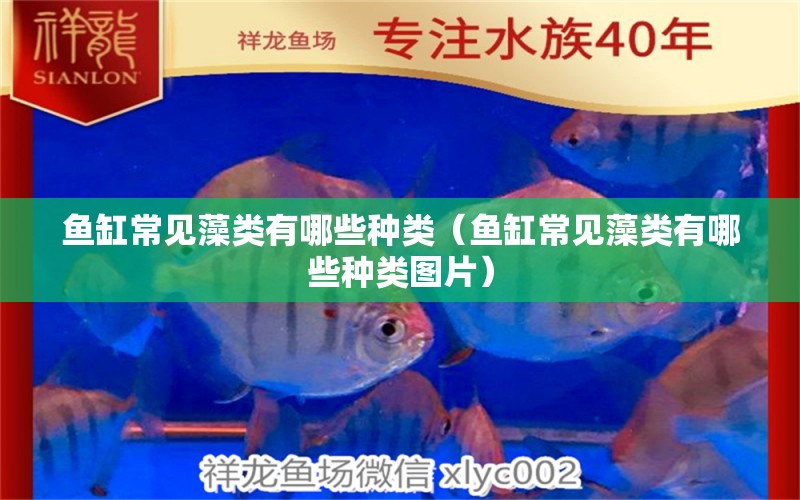 魚缸常見藻類有哪些種類（魚缸常見藻類有哪些種類圖片）