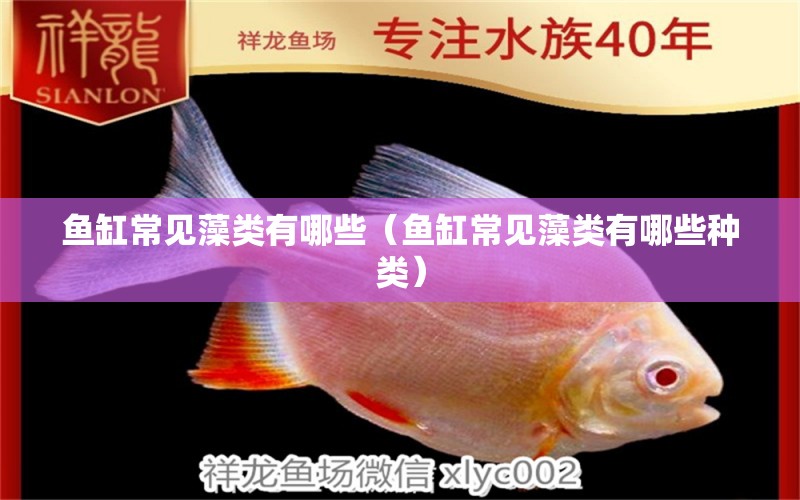 魚缸常見藻類有哪些（魚缸常見藻類有哪些種類） 龍魚疾病與治療