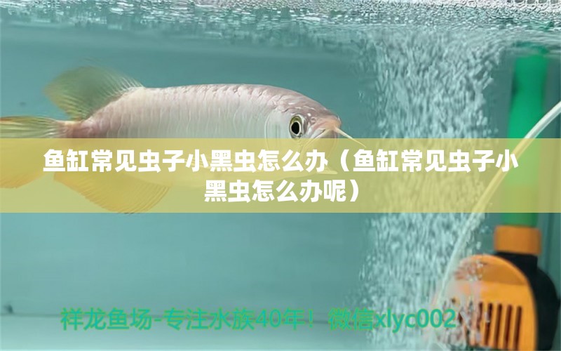 魚缸常見蟲子小黑蟲怎么辦（魚缸常見蟲子小黑蟲怎么辦呢）