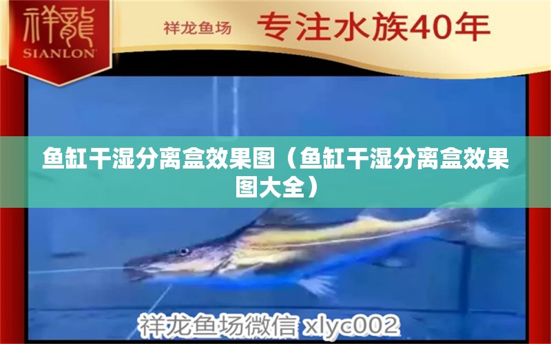 魚缸干濕分離盒效果圖（魚缸干濕分離盒效果圖大全）