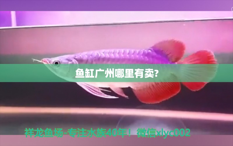 魚缸廣州哪里有賣?