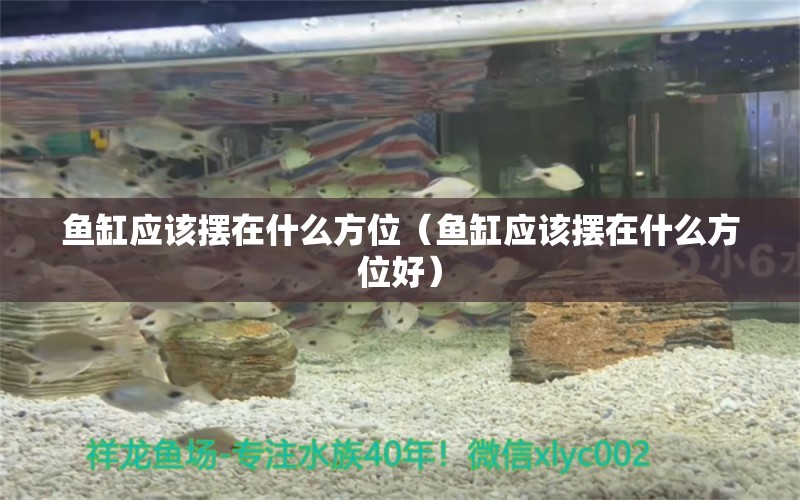 魚缸應該擺在什么方位（魚缸應該擺在什么方位好） 其他品牌魚缸