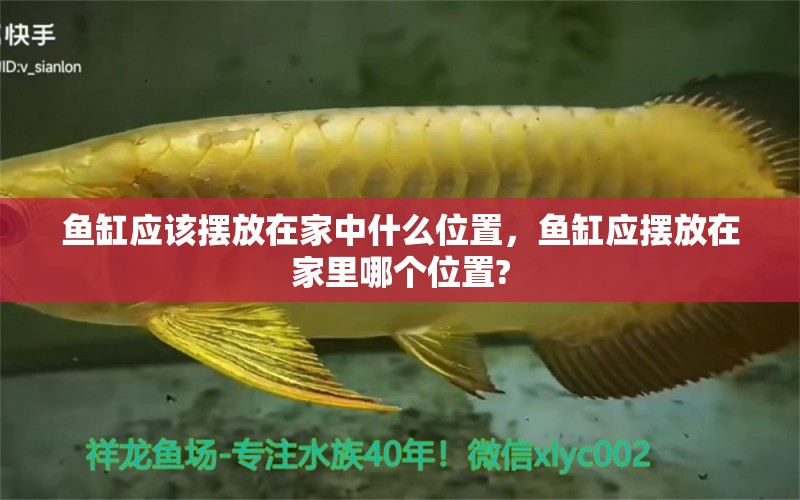 魚缸應(yīng)該擺放在家中什么位置，魚缸應(yīng)擺放在家里哪個位置? 養(yǎng)魚知識