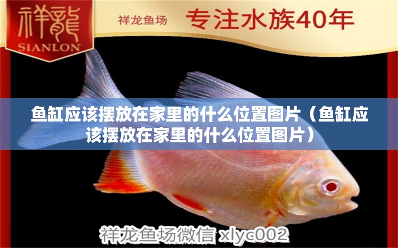 魚缸應該擺放在家里的什么位置圖片（魚缸應該擺放在家里的什么位置圖片） 進口元寶鳳凰魚