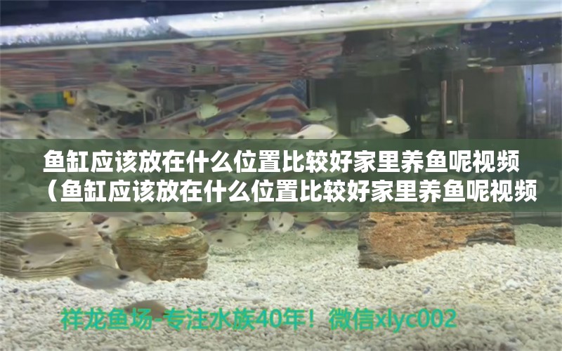 魚缸應該放在什么位置比較好家里養(yǎng)魚呢視頻（魚缸應該放在什么位置比較好家里養(yǎng)魚呢視頻講解）