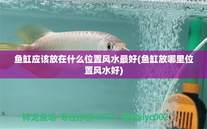 魚缸應(yīng)該放在什么位置風(fēng)水最好(魚缸放哪里位置風(fēng)水好) 魚缸風(fēng)水