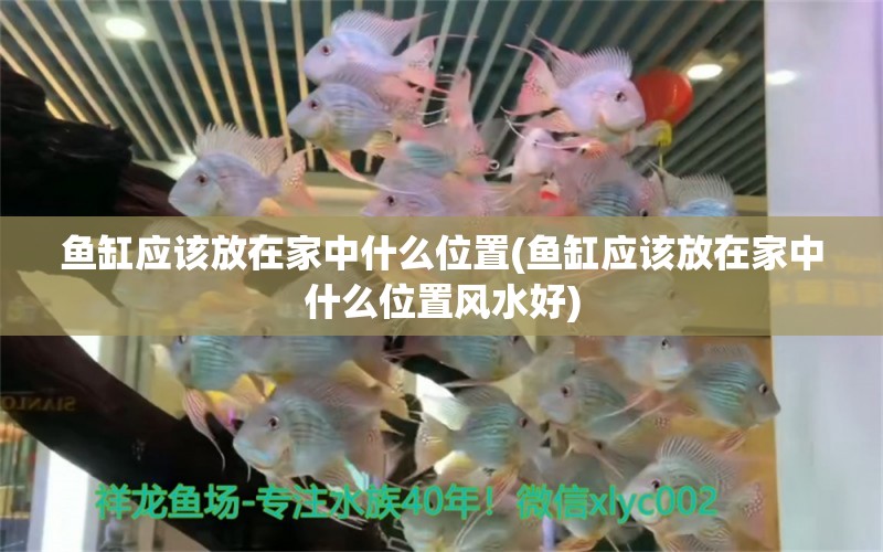 魚缸應(yīng)該放在家中什么位置(魚缸應(yīng)該放在家中什么位置風水好) 魚缸風水 第1張