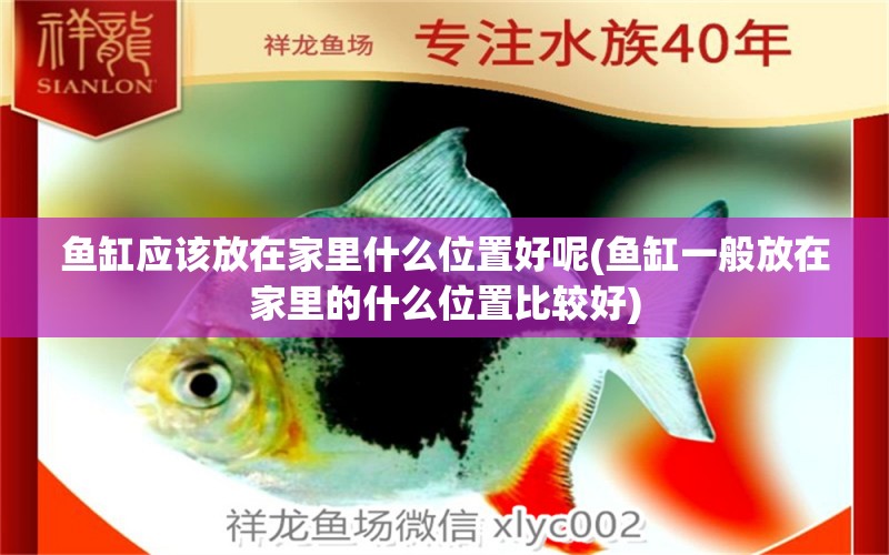 魚缸應(yīng)該放在家里什么位置好呢(魚缸一般放在家里的什么位置比較好) 稀有紅龍品種