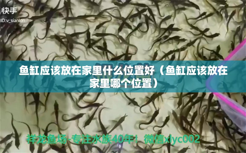 魚缸應(yīng)該放在家里什么位置好（魚缸應(yīng)該放在家里哪個位置） 馬來西亞燕窩