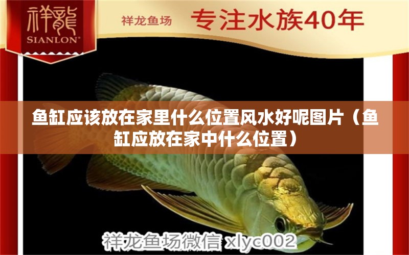 魚缸應(yīng)該放在家里什么位置風(fēng)水好呢圖片（魚缸應(yīng)放在家中什么位置）