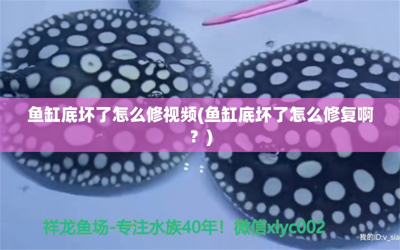 魚缸底壞了怎么修視頻(魚缸底壞了怎么修復(fù)啊？) 魚缸風(fēng)水