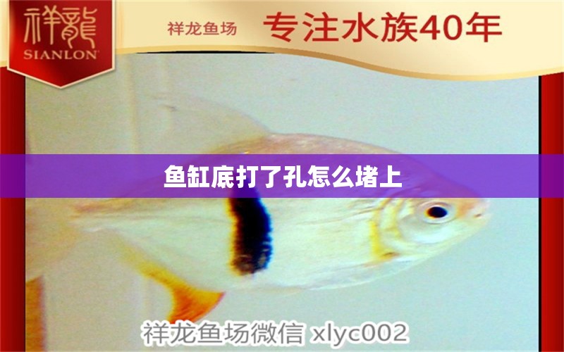 魚(yú)缸底打了孔怎么堵上