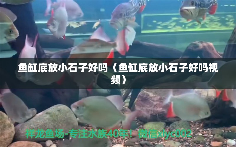 魚缸底放小石子好嗎（魚缸底放小石子好嗎視頻）