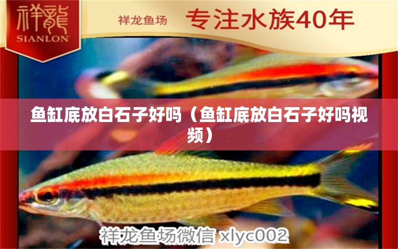 魚缸底放白石子好嗎（魚缸底放白石子好嗎視頻） 肺魚