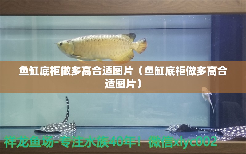 魚(yú)缸底柜做多高合適圖片（魚(yú)缸底柜做多高合適圖片） 非洲象鼻魚(yú)