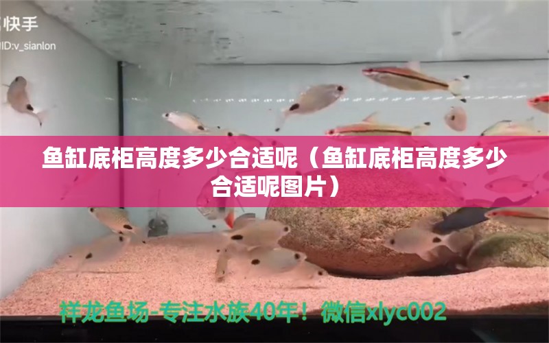 魚缸底柜高度多少合適呢（魚缸底柜高度多少合適呢圖片）