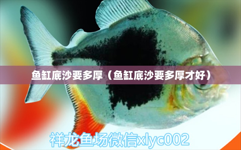 魚缸底沙要多厚（魚缸底沙要多厚才好） 祥龍水族醫(yī)院